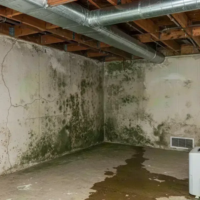 Professional Mold Removal in North Decatur, GA